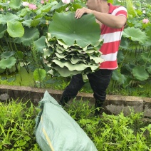 新鲜荷叶莲叶现摘整张荷叶荷叶饭荷叶鸡荷叶茶夏季清茶荷香粽