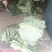 新鲜荷叶莲叶现摘整张荷叶荷叶饭荷叶鸡荷叶茶夏季清茶荷香粽