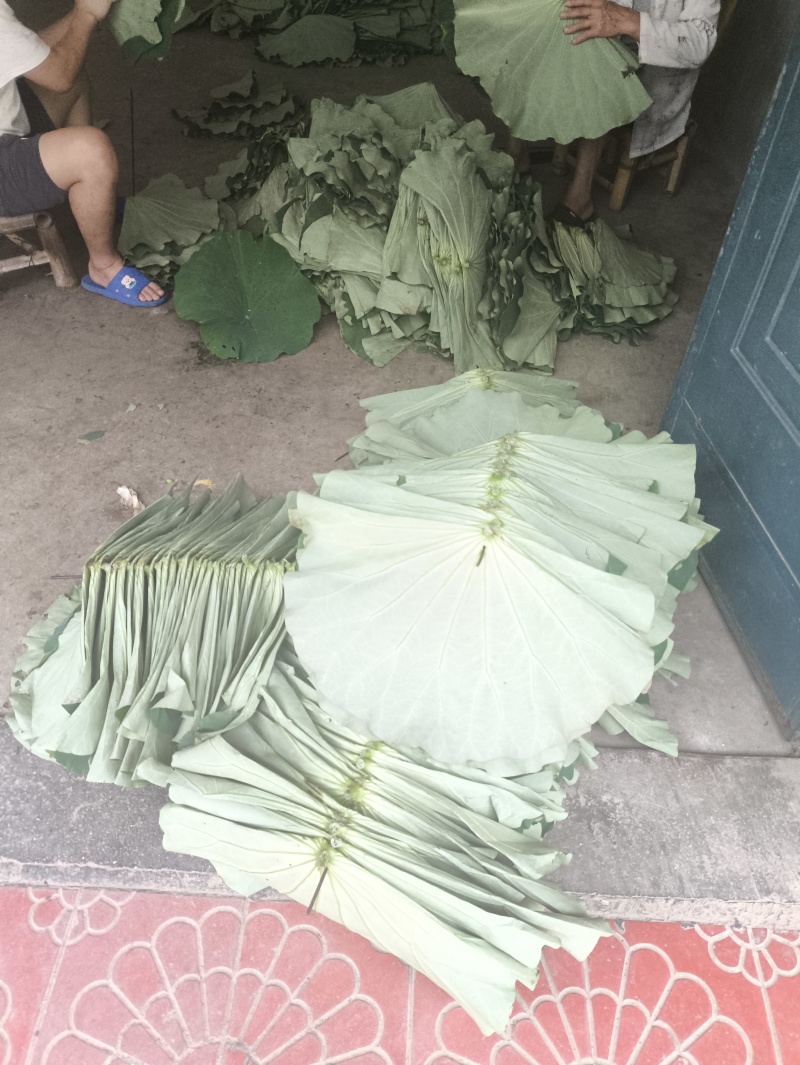 新鲜荷叶莲叶现摘整张荷叶荷叶饭荷叶鸡荷叶茶夏季清茶荷香粽