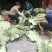 新鲜荷叶莲叶现摘整张荷叶荷叶饭荷叶鸡荷叶茶夏季清茶荷香粽