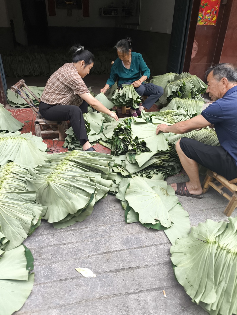 新鲜荷叶莲叶现摘整张荷叶荷叶饭荷叶鸡荷叶茶夏季清茶荷香粽