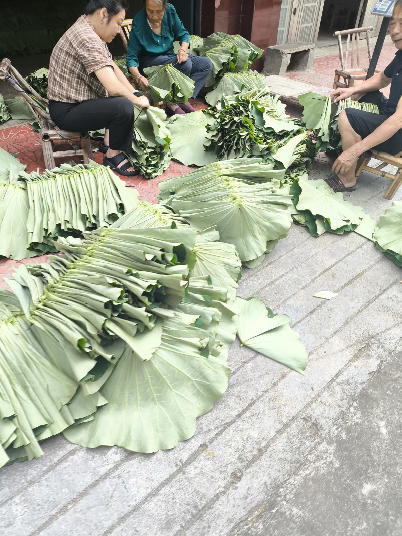 新鲜荷叶莲叶现摘整张荷叶荷叶饭荷叶鸡荷叶茶夏季清茶荷香粽