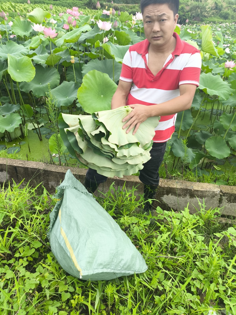 新鲜荷叶莲叶现摘整张荷叶荷叶饭荷叶鸡荷叶茶夏季清茶荷香粽