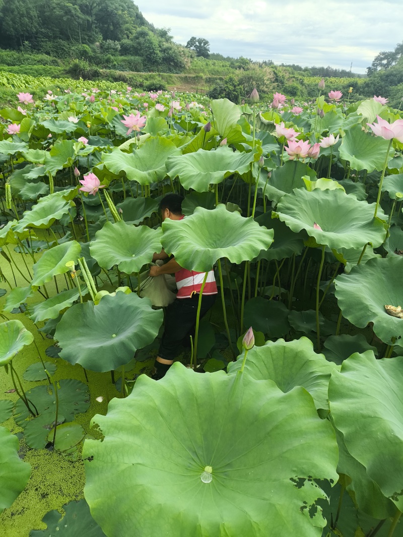 新鲜荷叶莲叶现摘整张荷叶荷叶饭荷叶鸡荷叶茶夏季清茶荷香粽