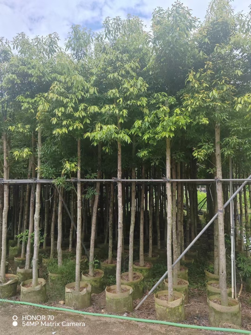 金丝楠木