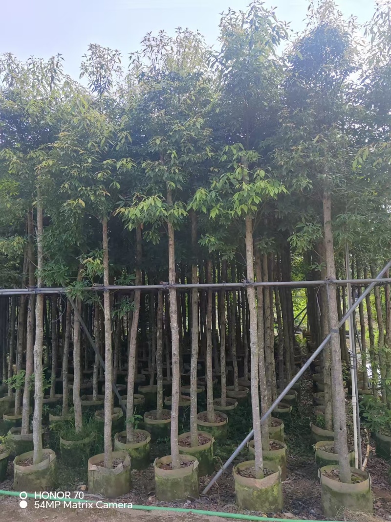 金丝楠木