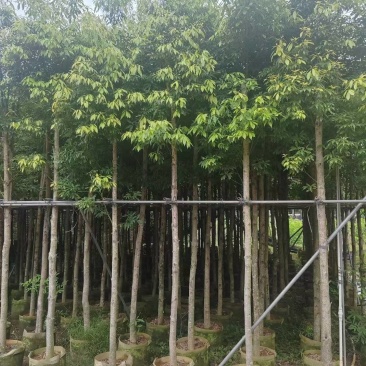 金丝楠木