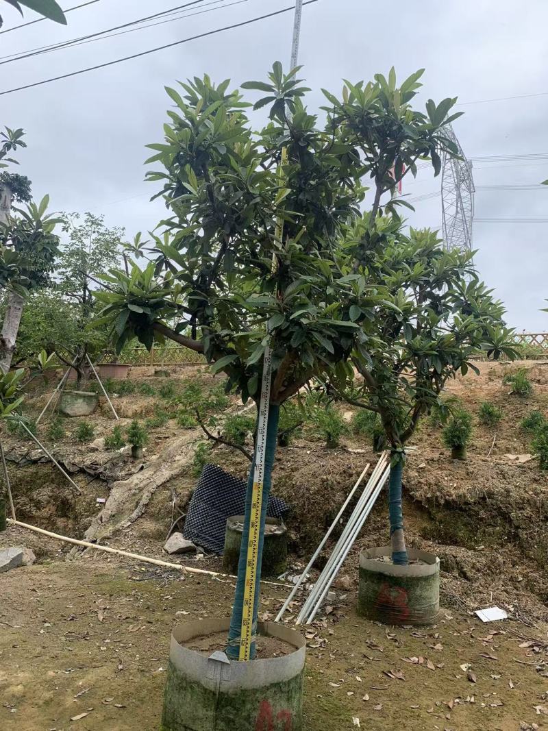 枇杷树