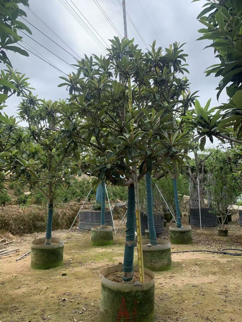 枇杷树