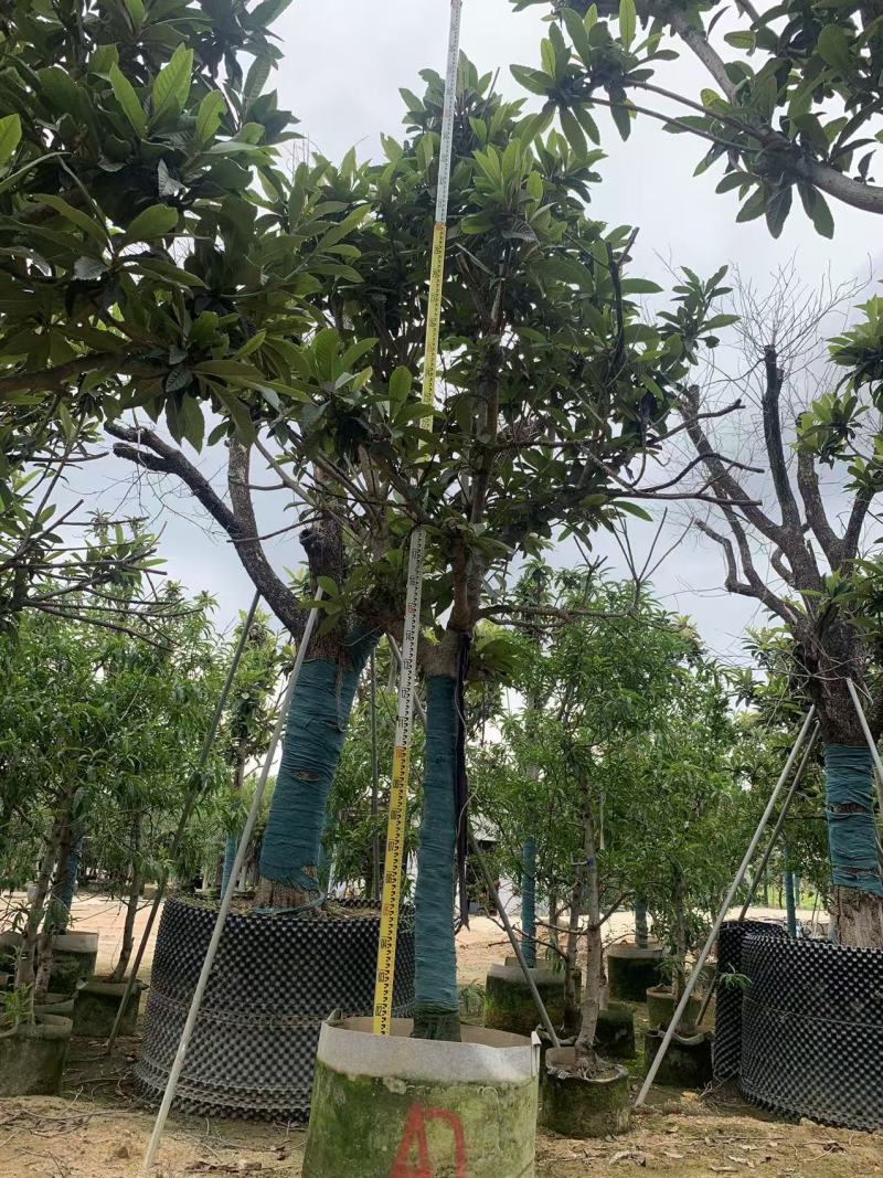 枇杷树