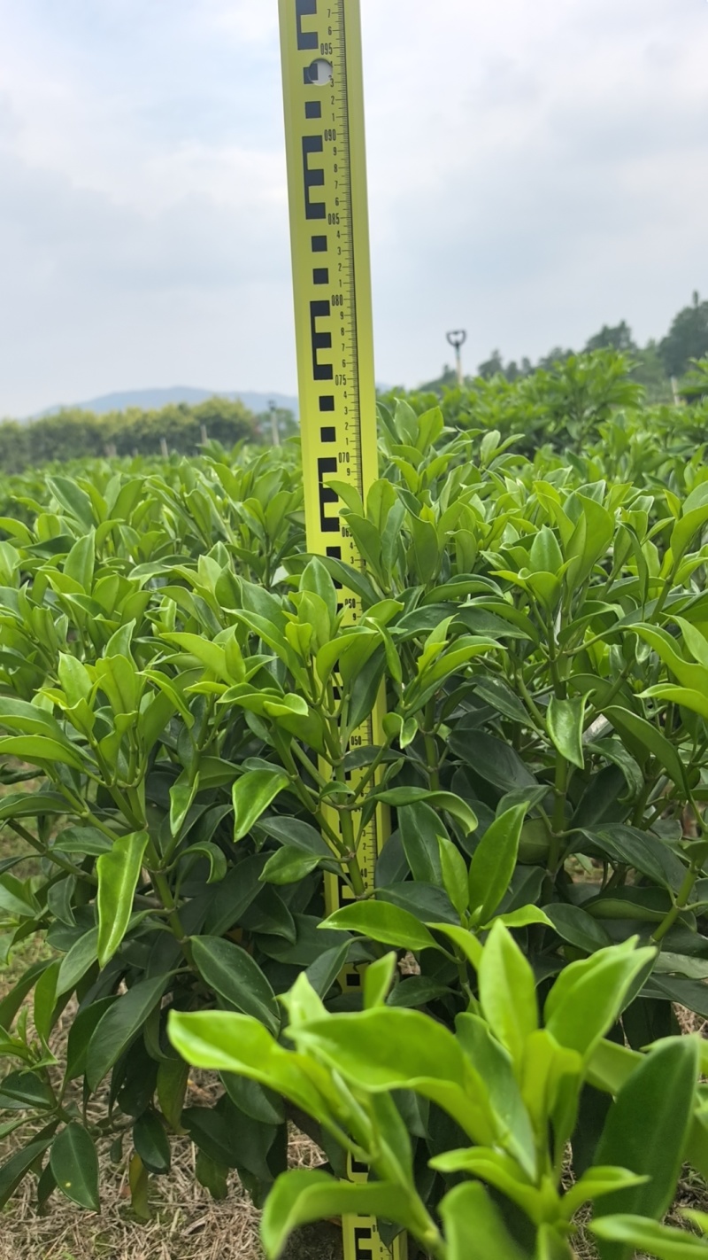 非洲茉莉