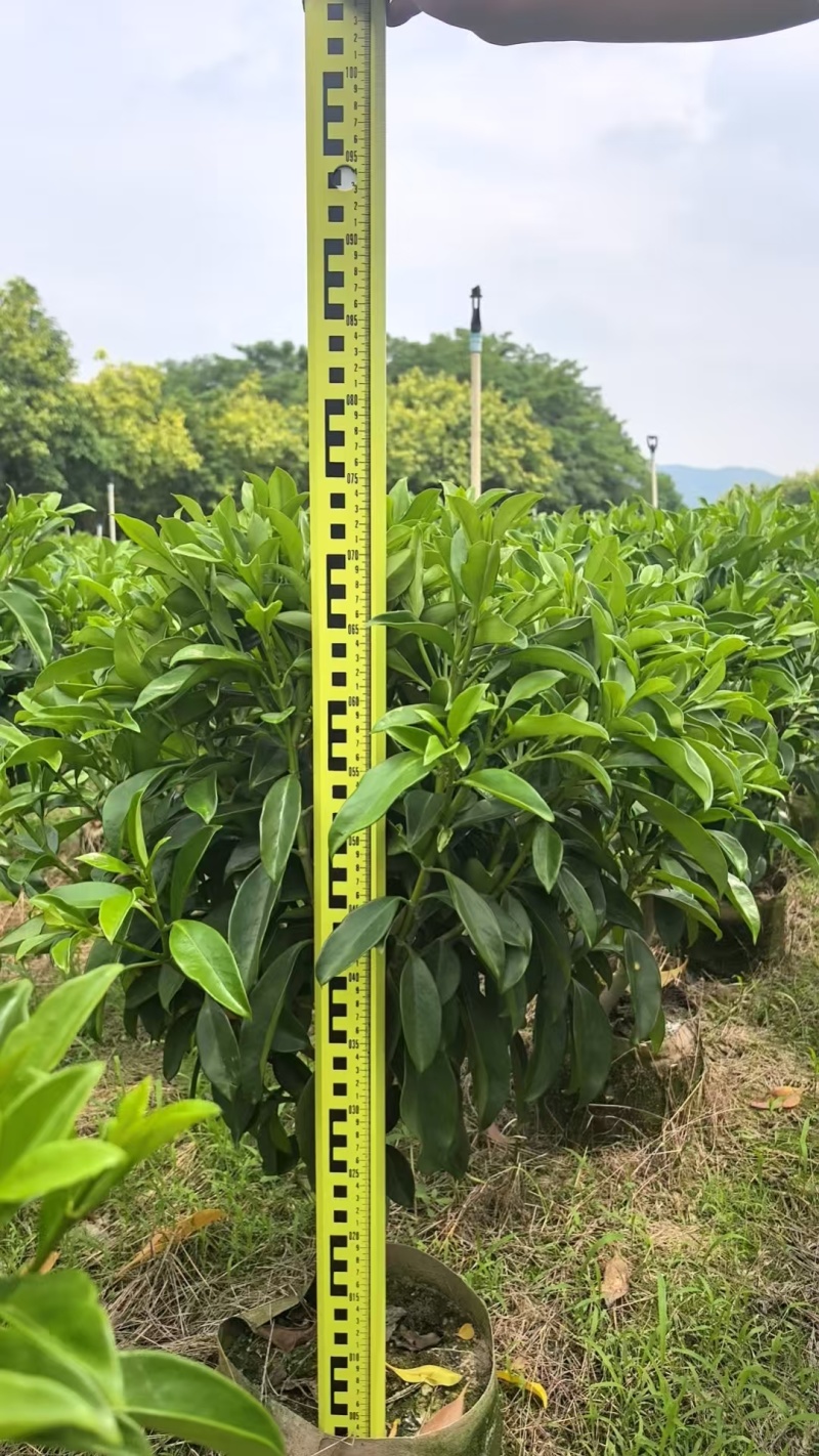 非洲茉莉