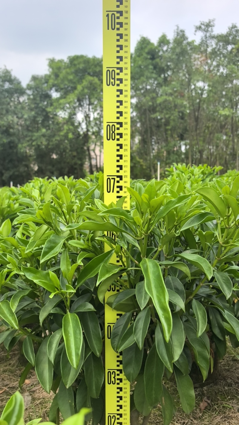 非洲茉莉
