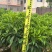 非洲茉莉