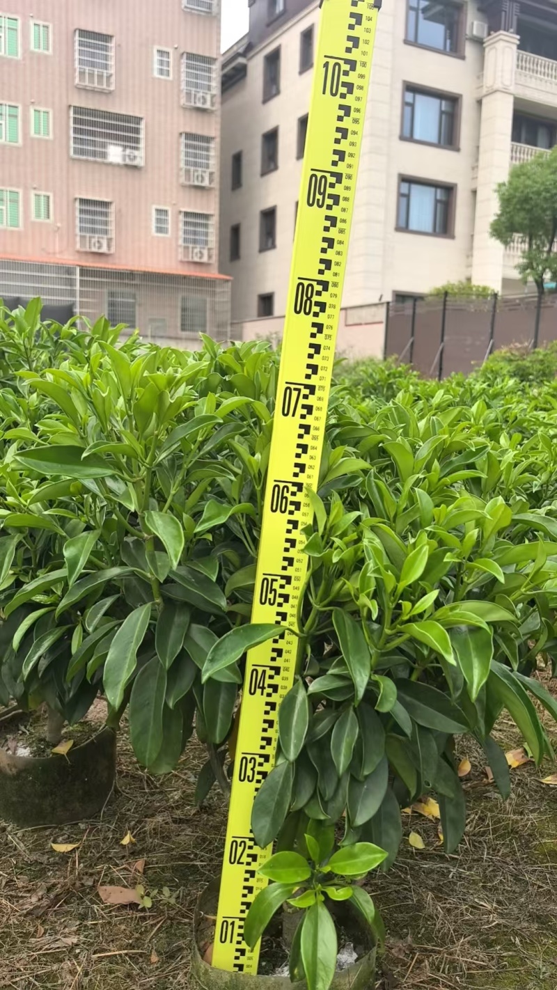 非洲茉莉