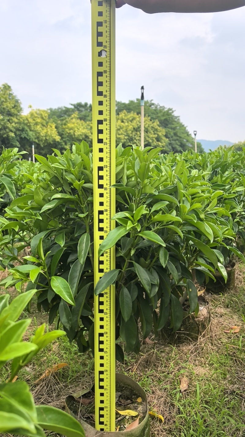 非洲茉莉