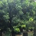 荔枝