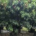 荔枝