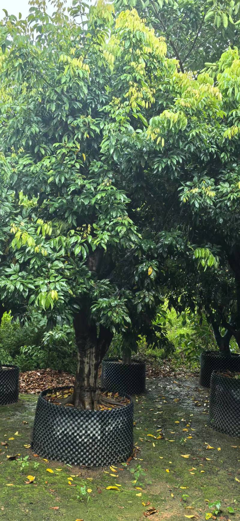 荔枝