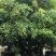 荔枝