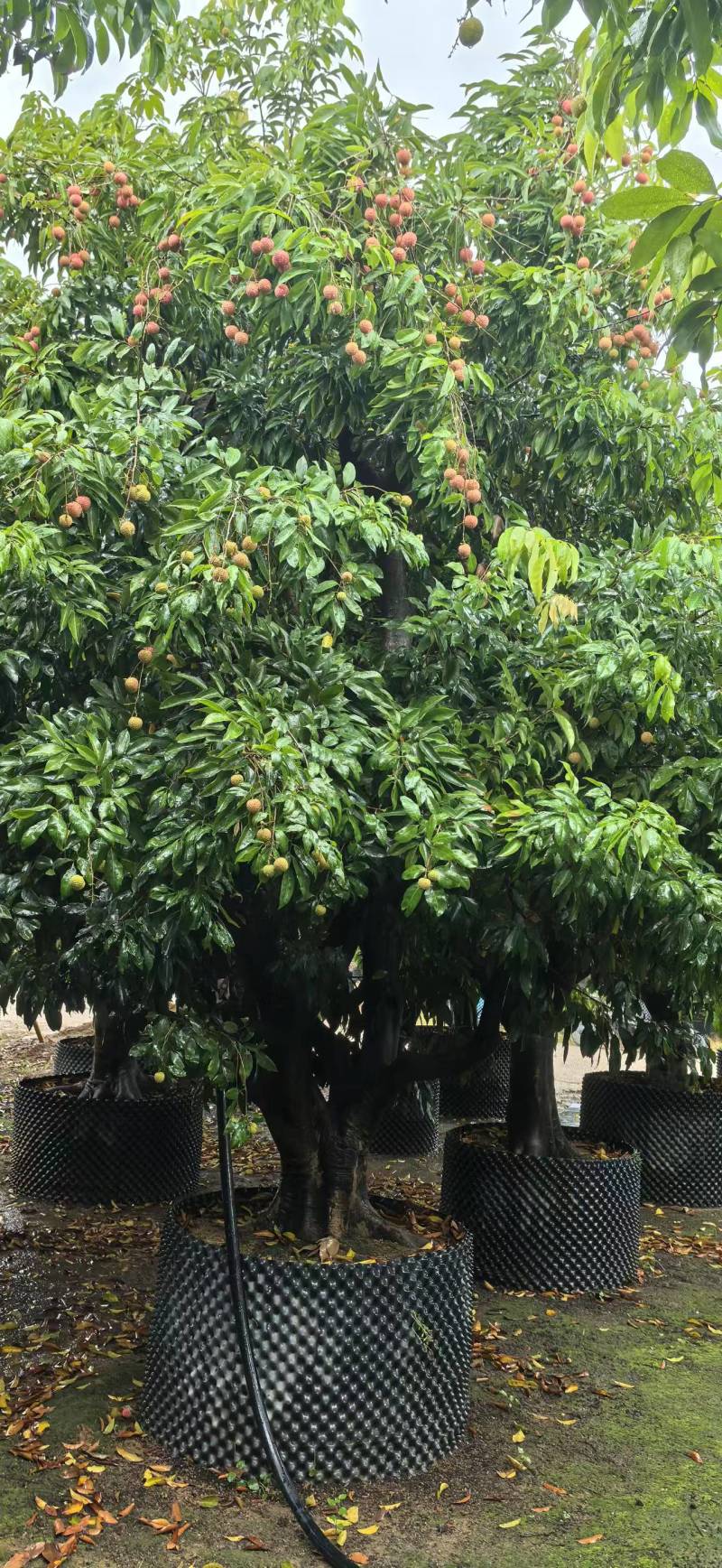 荔枝