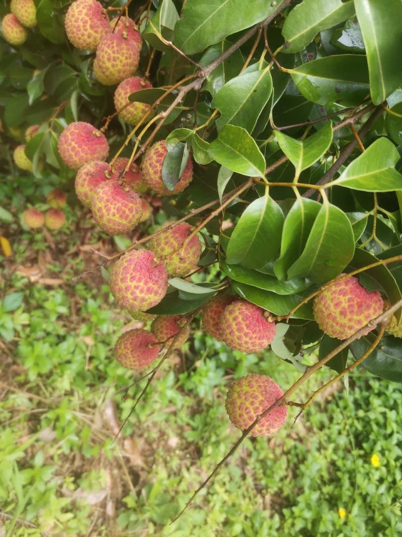 自家的香荔，口感中核果肉香甜灵山本地果，大概有三百斤