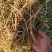 白茅根新鲜野生现挖茅根竹蔗马蹄茅根水甜茅根凉茶中草药食材