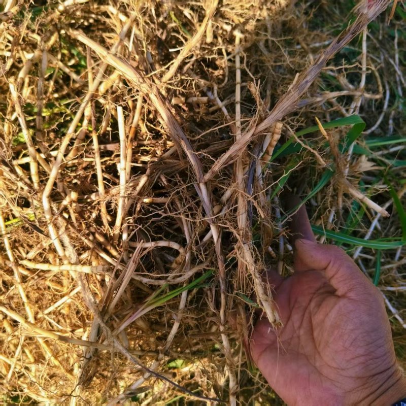 白茅根新鲜野生现挖茅根竹蔗马蹄茅根水甜茅根凉茶中草药食材