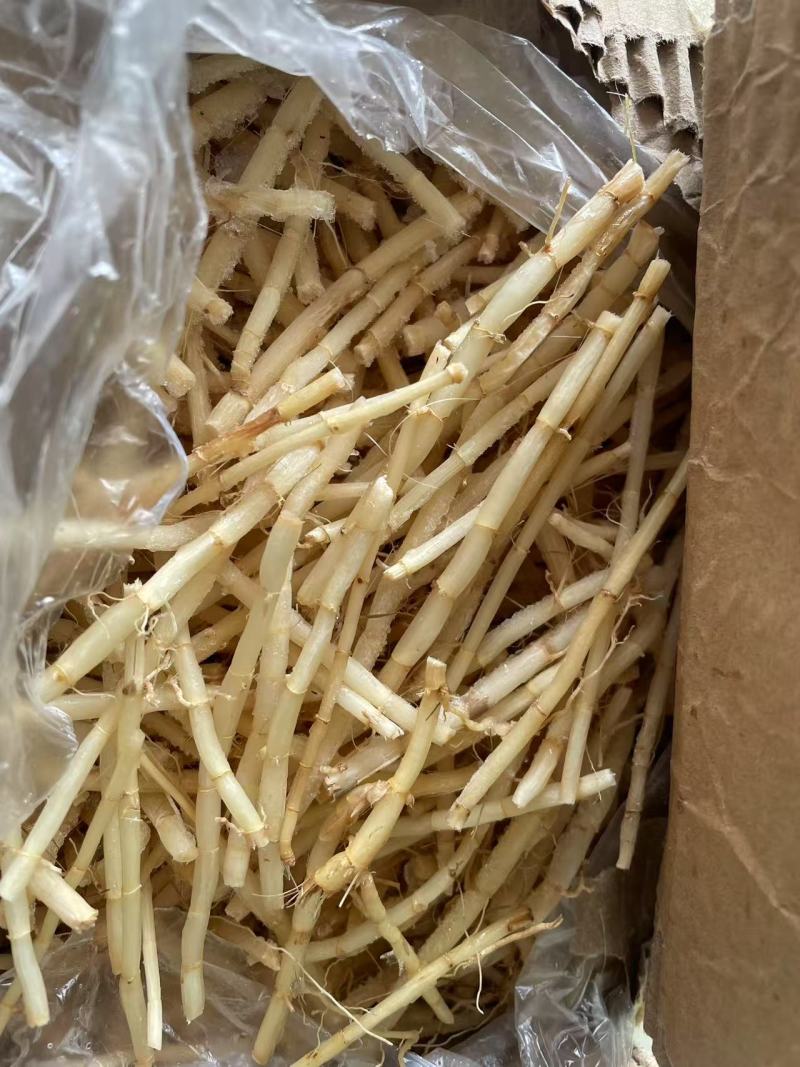 白茅根新鲜野生现挖茅根竹蔗马蹄茅根水甜茅根凉茶中草药食材