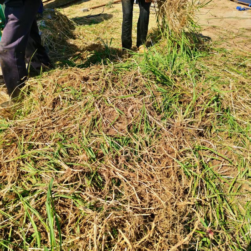 白茅根新鲜野生现挖茅根竹蔗马蹄茅根水甜茅根凉茶中草药食材