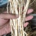 白茅根新鲜野生现挖茅根竹蔗马蹄茅根水甜茅根凉茶中草药食材