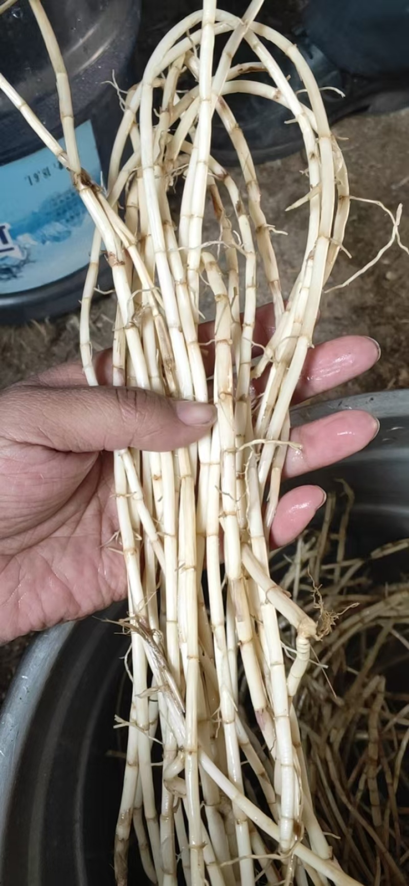白茅根新鲜野生现挖茅根竹蔗马蹄茅根水甜茅根凉茶中草药食材