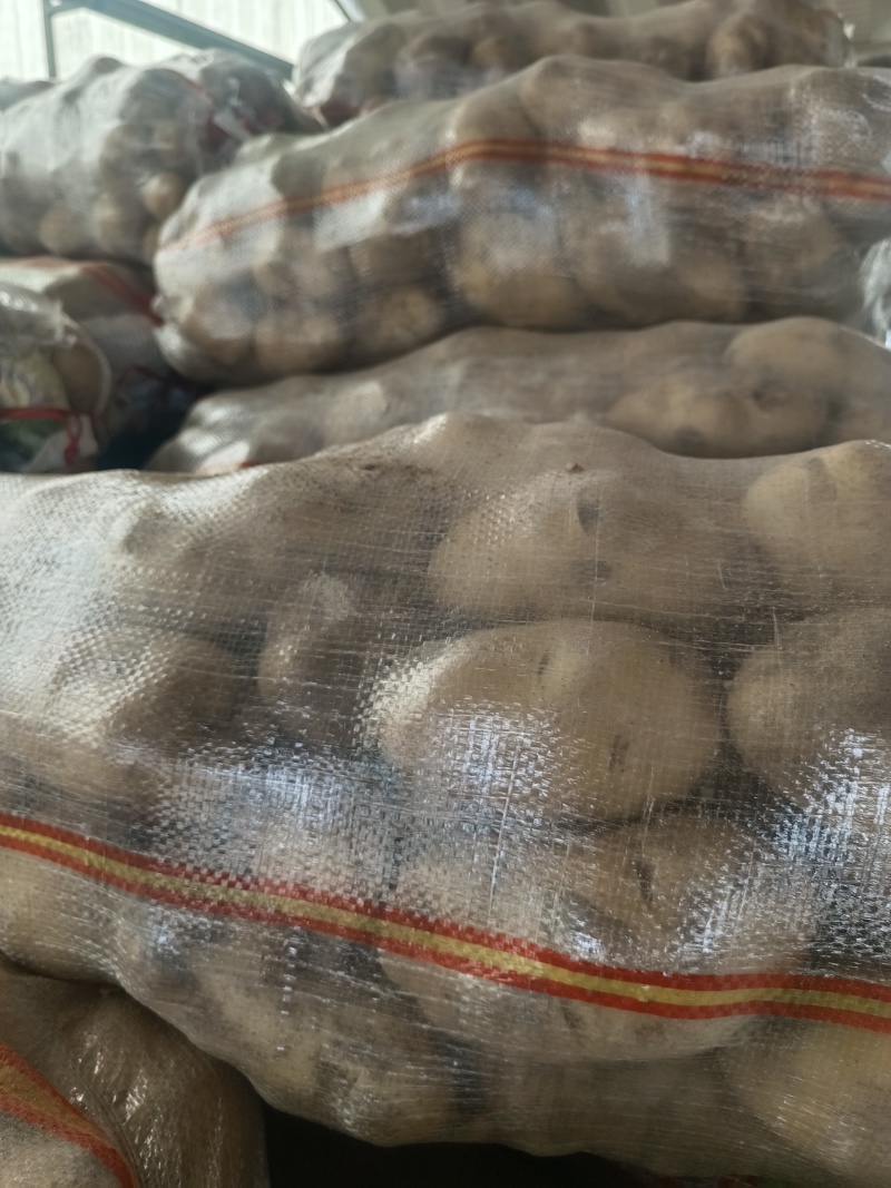 土豆土豆大量上市欢迎新老客户光临惠顾