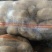 土豆土豆大量上市欢迎新老客户光临惠顾