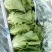 【热卖】意大利生菜4两~5两规格齐全，大量有货支持预定