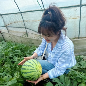 麒麟瓜美都无籽西瓜江苏核心产区直发质量三包，全国发