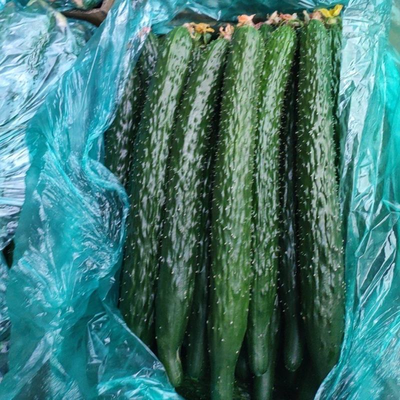 黄瓜精品黄瓜