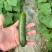 山东水果黄瓜大量现货供应，现摘现发，对接电商/市场批发商