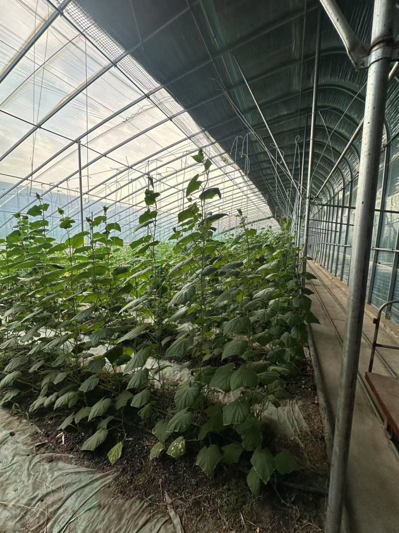 山东水果黄瓜大量现货供应，现摘现发，对接电商/市场批发商