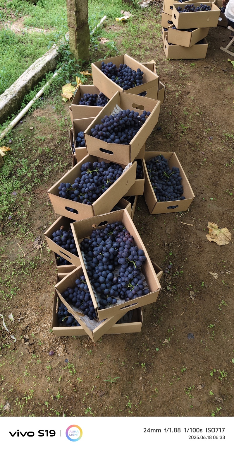 昌黎精品玫瑰香葡萄电商小礼盒
