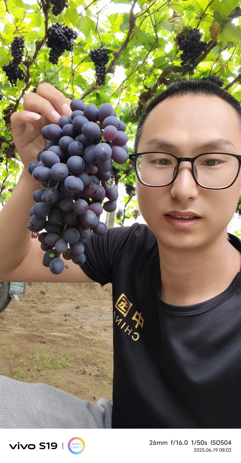 昌黎精品玫瑰香葡萄电商小礼盒