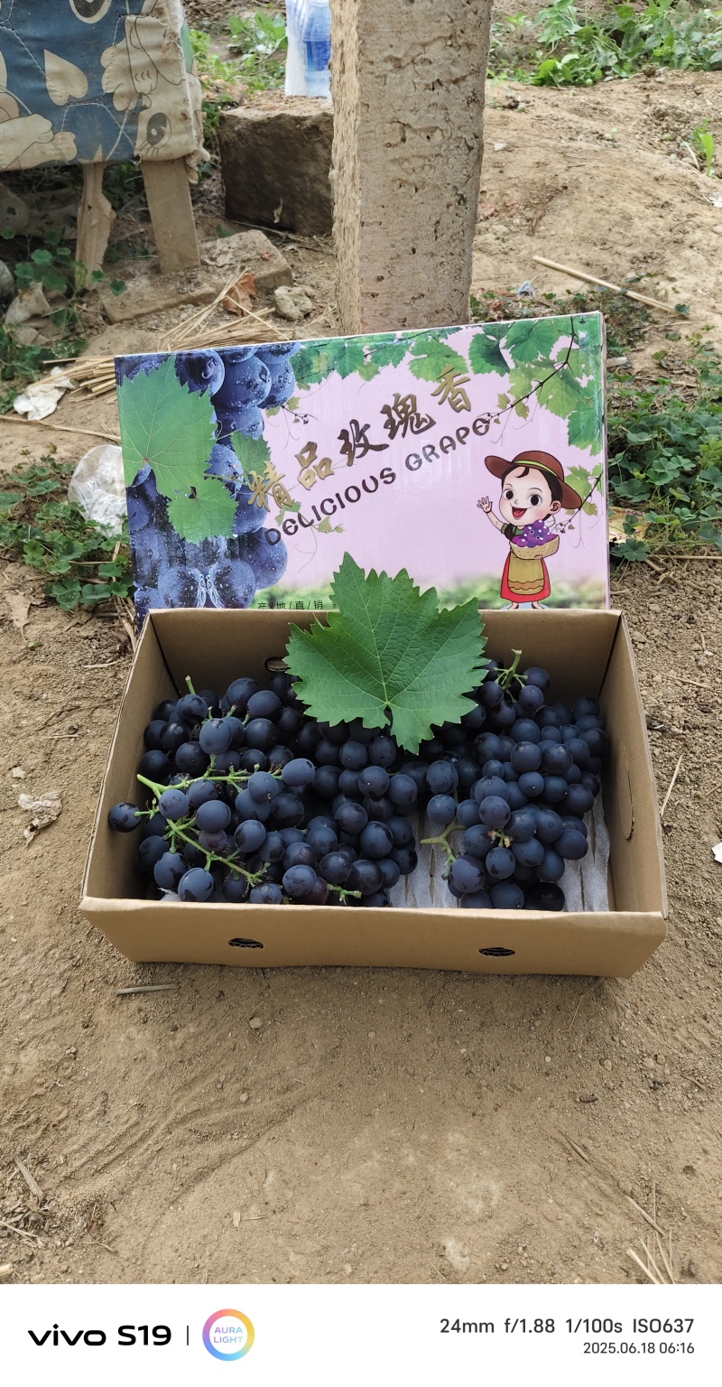 昌黎精品玫瑰香葡萄电商小礼盒