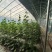 水果黄瓜产地一手货源，规格齐全，品质保证，支持视频看货