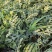 自家种植甜王西瓜。糖分14个无酸口六月二七号开园