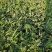 自家种植甜王西瓜。糖分14个无酸口六月二七号开园