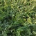 自家种植甜王西瓜。糖分14个无酸口六月二七号开园