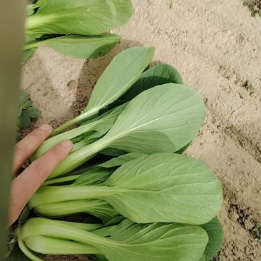 上海青【山东快菜】上海青毛白菜可协助找车贴心服务