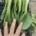 上海青【山东快菜】上海青毛白菜可协助找车贴心服务