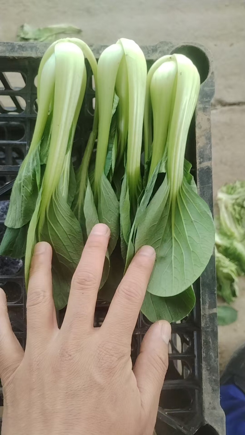 上海青【山东快菜】上海青毛白菜可协助找车贴心服务