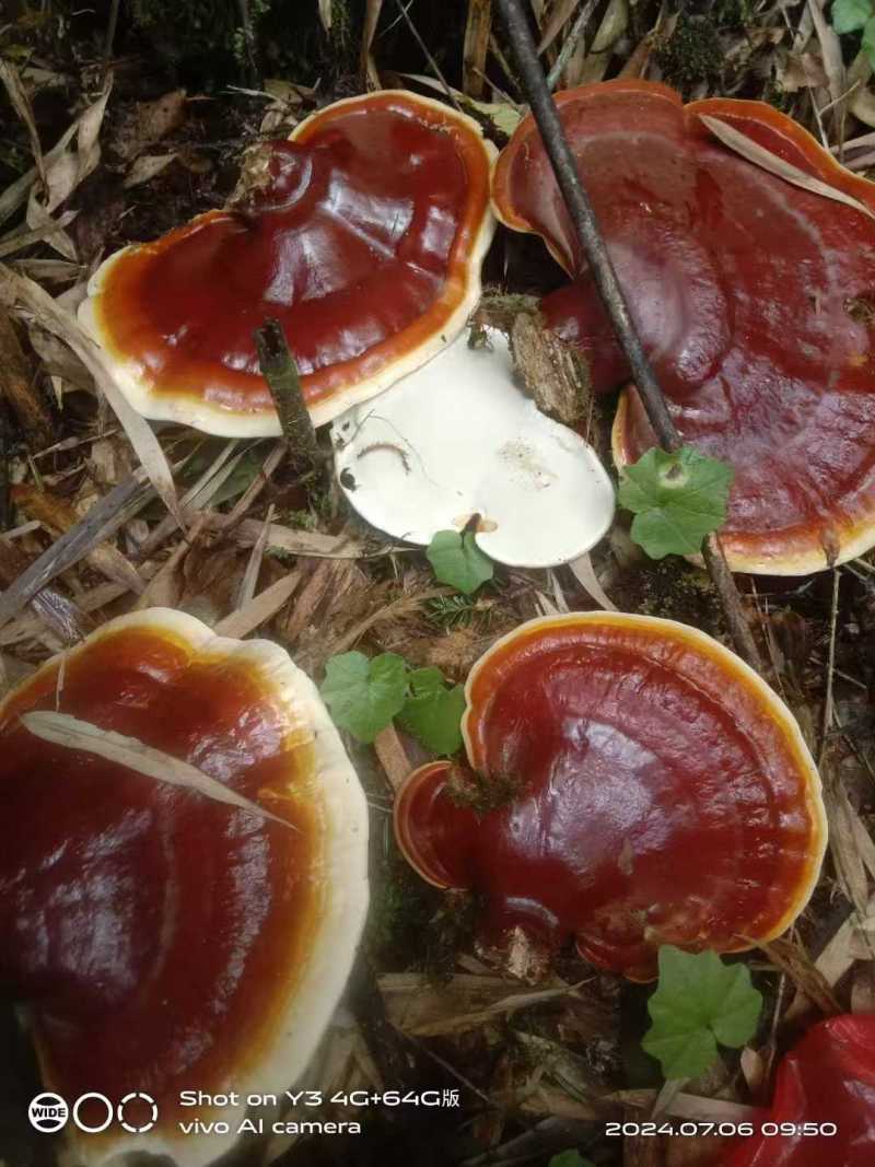 高山云衫灵芝产自四川乐山海拔两千米以上的药食同源